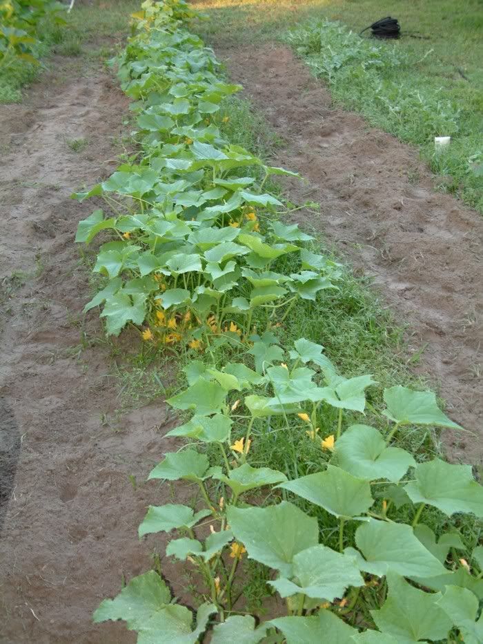 cuke1_5-27.jpg