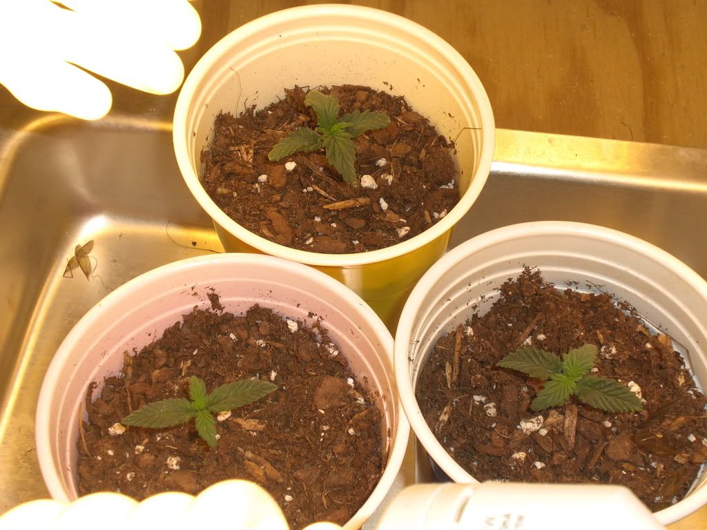 Grow014.jpg