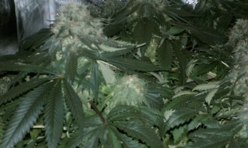 IMAG0444.jpg