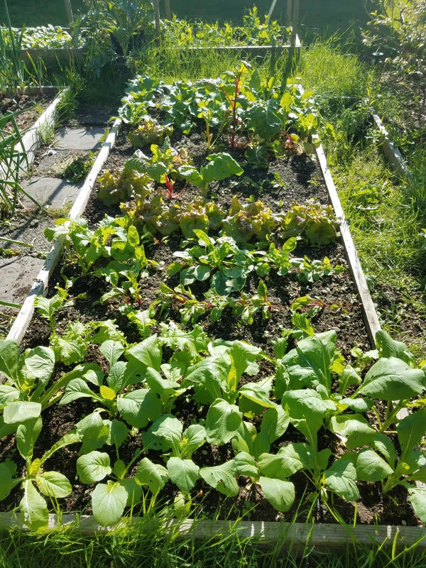 5092020garden1.jpg