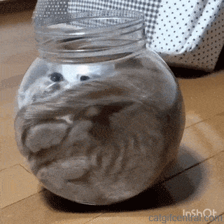 693910c6f0fa1a5c4598d7572a59f81a.gif
