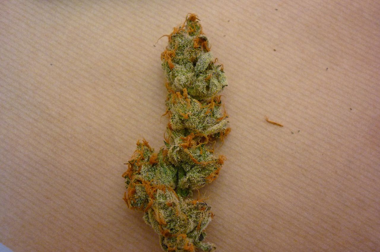 orangebud6.jpg