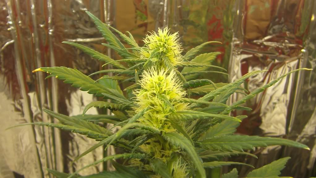 4wksinflower004.jpg