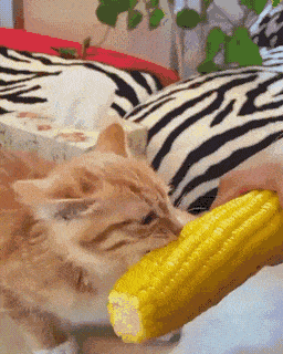 1658037096_24.gif