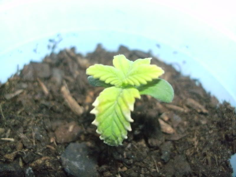 PlantProblem.jpg