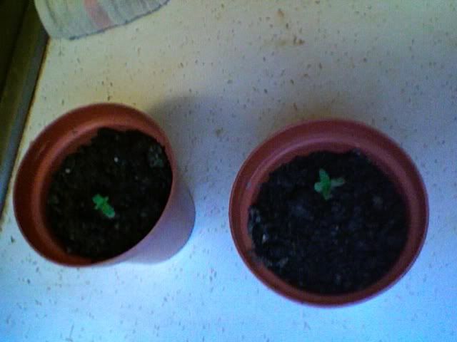 Photo147.jpg