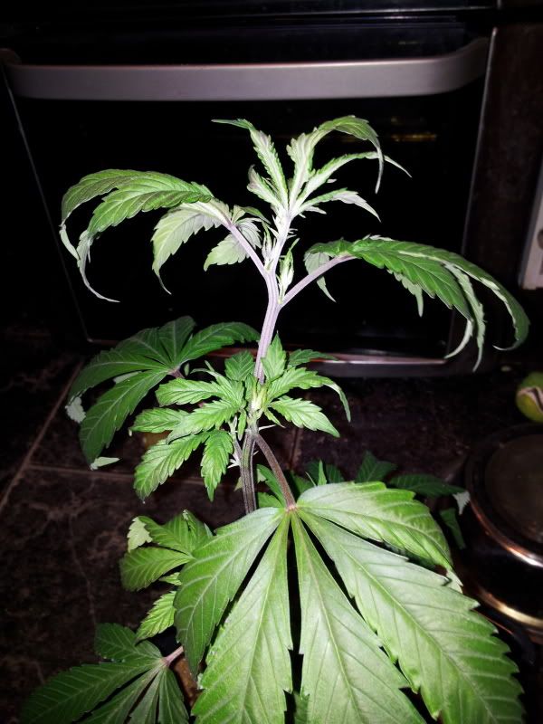 20111228_171657.jpg
