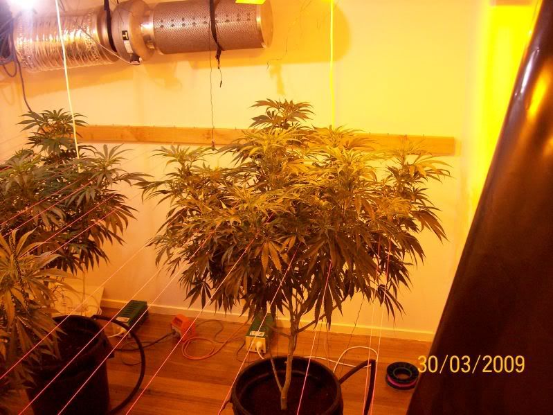 Plants140.jpg