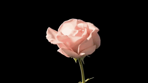 tumblr_m2w6iaMq1S1qg43u0o1_500.gif