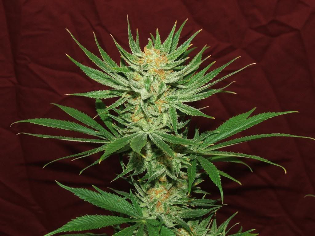 spacebomb1_zpsa662456d.jpg