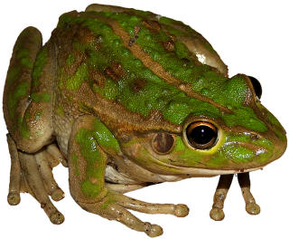 frog_theme_for_kids.jpg