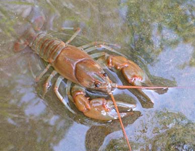 crawdad1.jpg