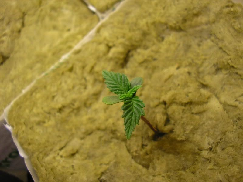 P1010003.jpg
