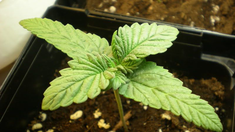 Plant1-8-August19th.jpg