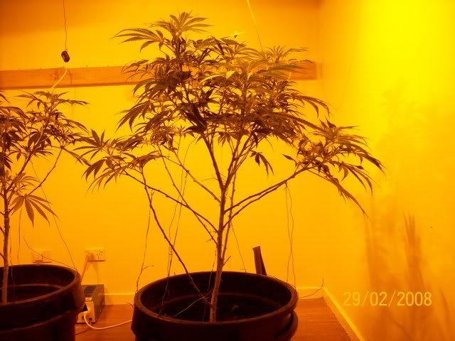 Plants070.jpg