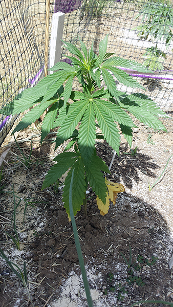 plant3.jpg