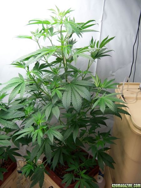 kushberry.JPG