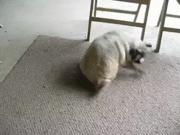 obsessive-pug-spin.gif