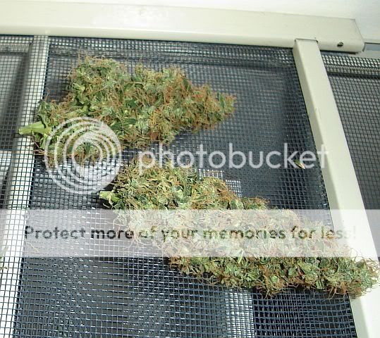 ChopZombie-bud-004.jpg