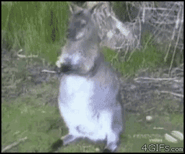 gifs_02.gif
