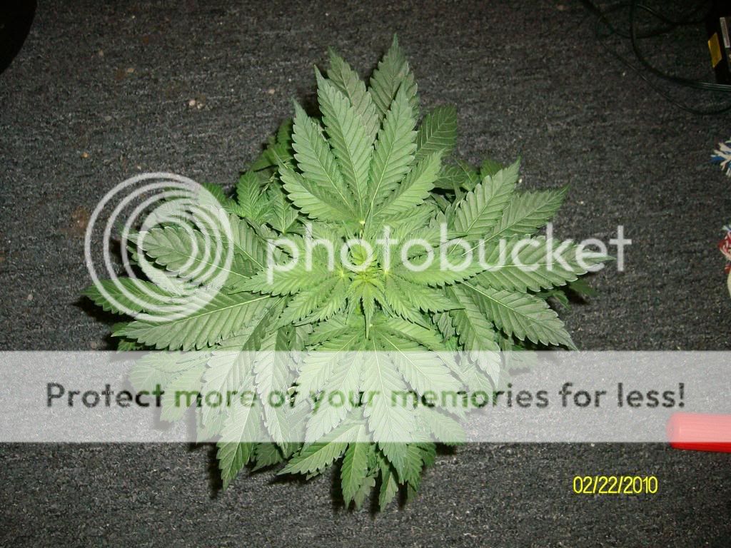 Day27-Day6Flowering.jpg