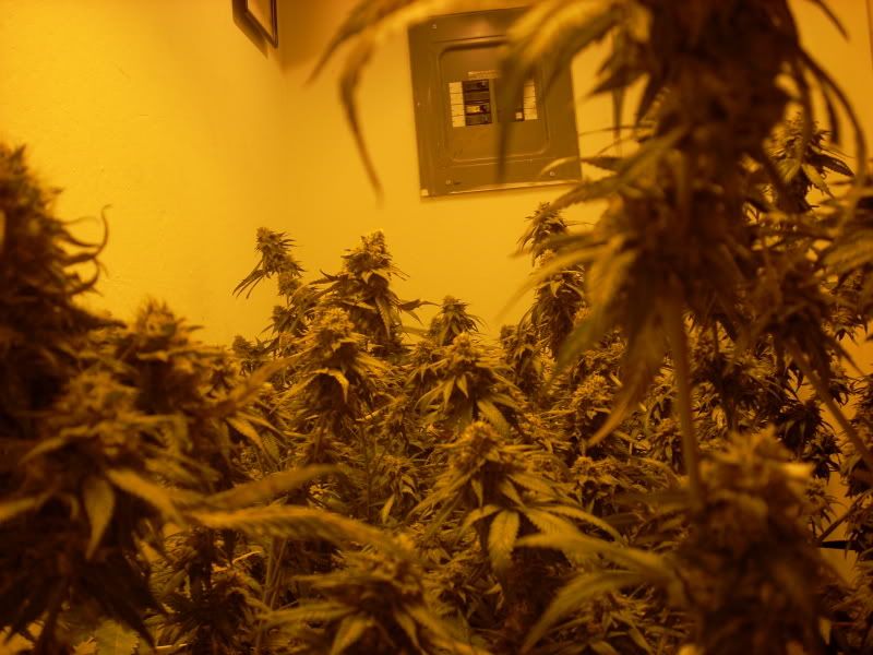 plantpics013.jpg
