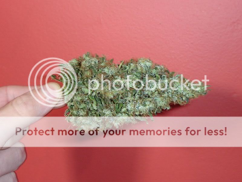 SquatBud-002.jpg