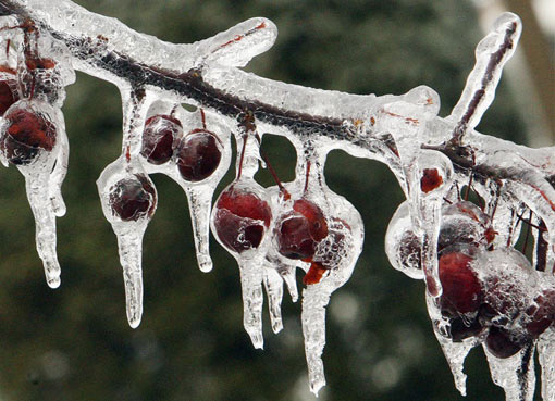 crabapple_tree_ice.jpg