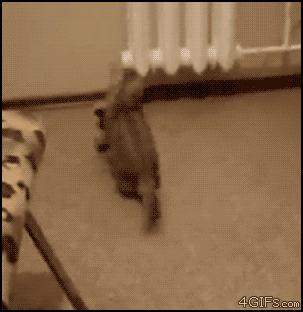 gifs_05.gif