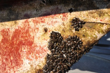 barnacle.jpg