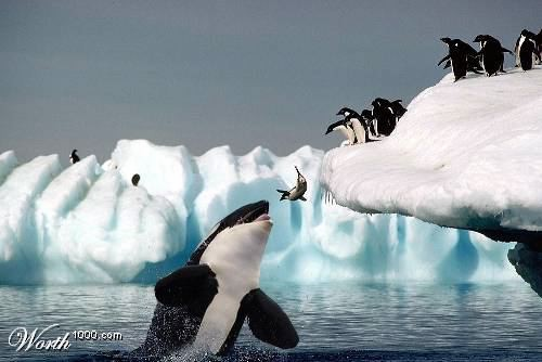 killer-whale.png