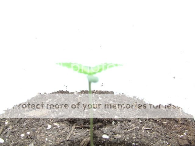 DSCF1604.jpg