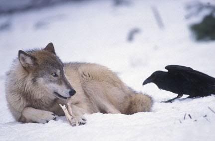 wolf_and_raven.jpg
