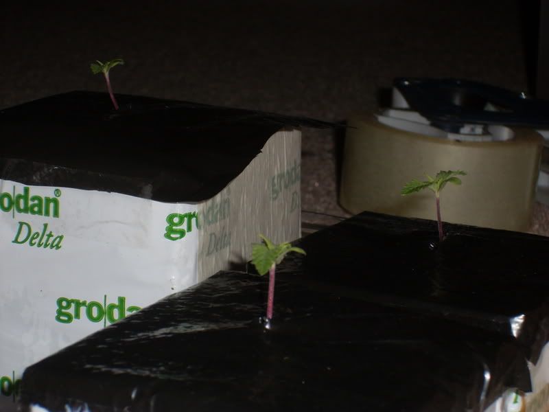 Picture007-28.jpg