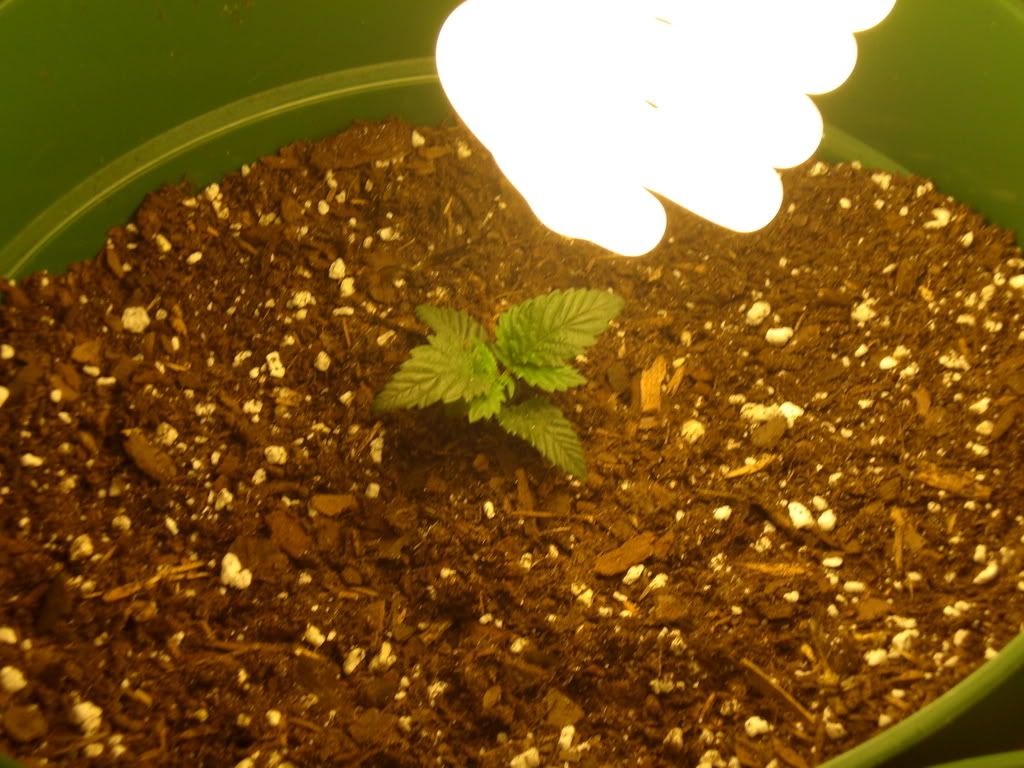 Grow100.jpg