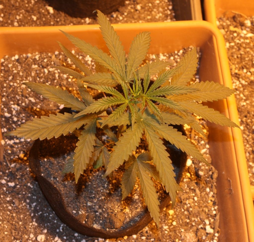 L109daysveg_zps7deb7a9b.jpg