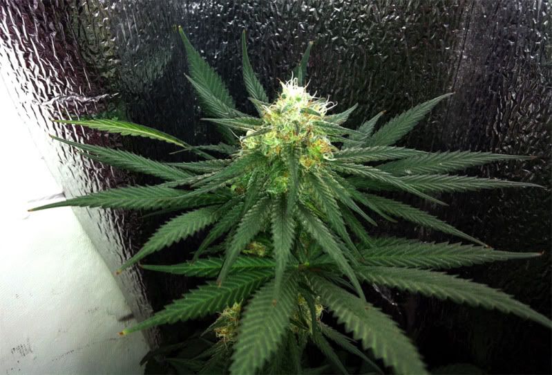 strawberry_bubba.jpg