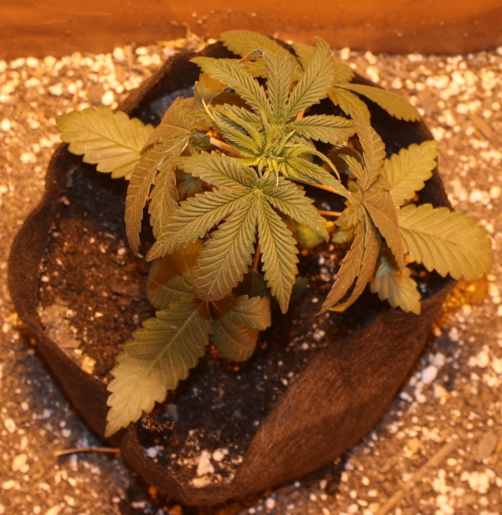 go16daysveg_zps357cf842.jpg