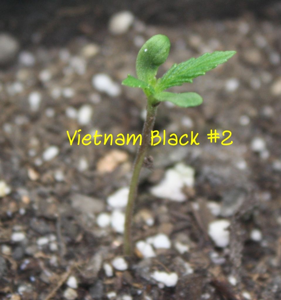 vb2_zps0efe1350.jpg