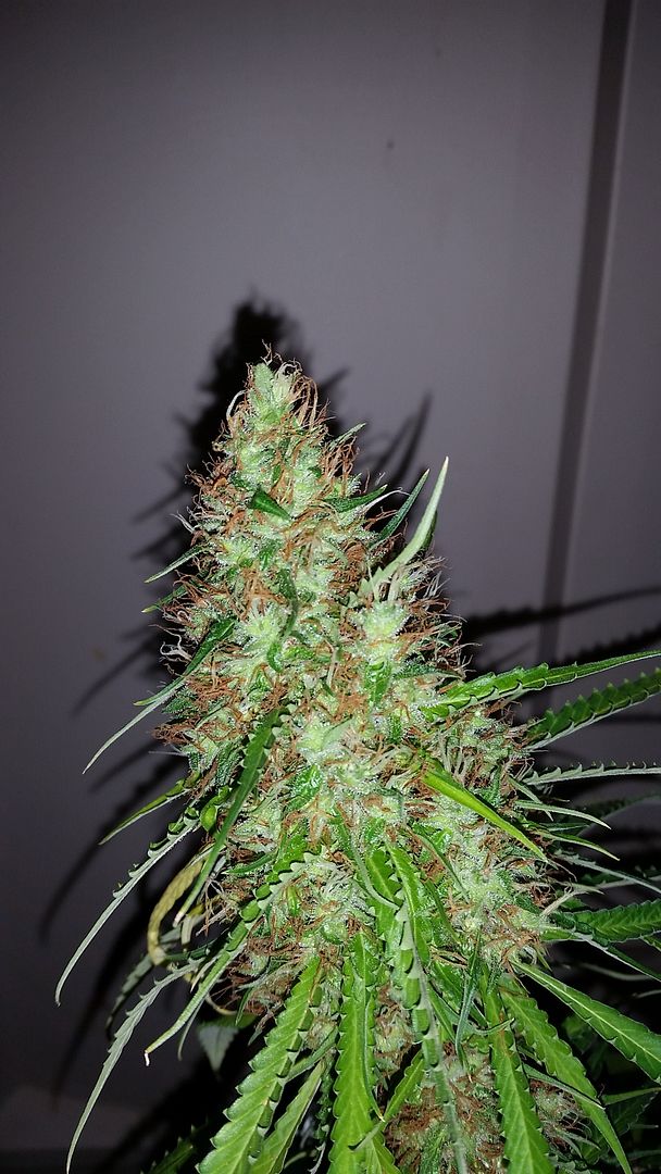 lemonkush2_zpsigzpzxyz.jpg