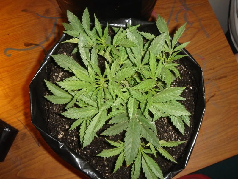 3wks007.jpg