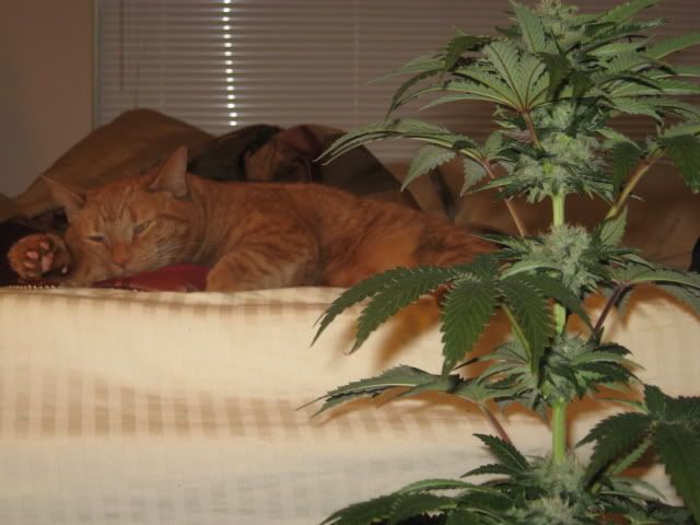 Plants017.jpg