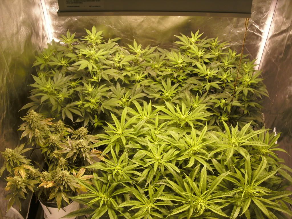 GEDC0202.jpg