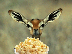 2crt7gi.gif