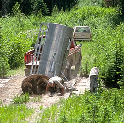 how_not_to_release_a_bear_08.jpg