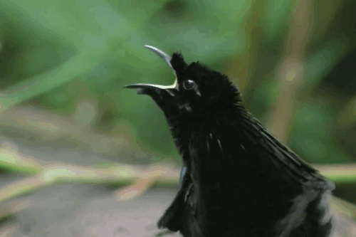 gifs_11.gif