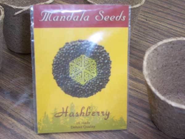 hashberry001.jpg