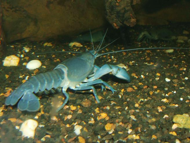 Cherax_destructor_%28Cyan_yabby%29.jpg