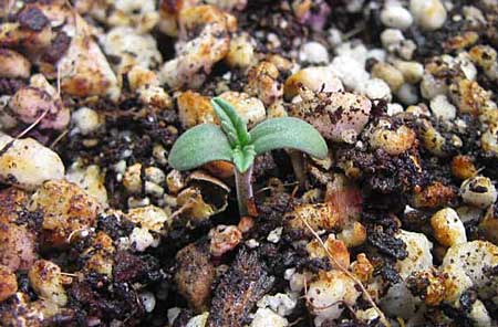 cute-marijuana-seedling-sm.jpg