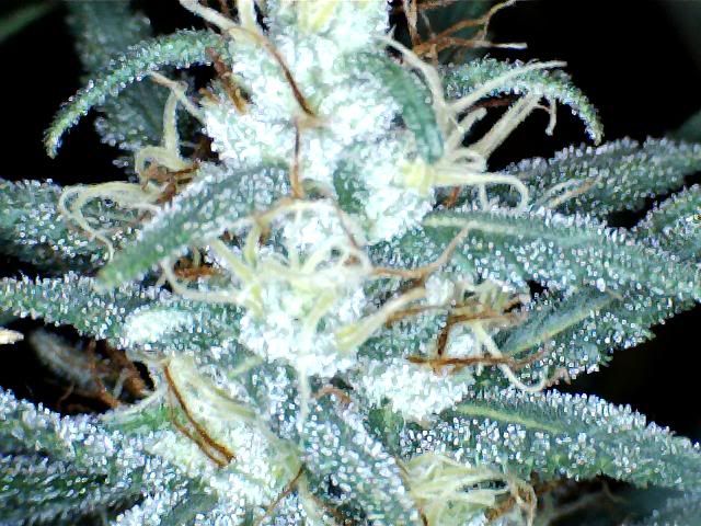 trich2010.jpg